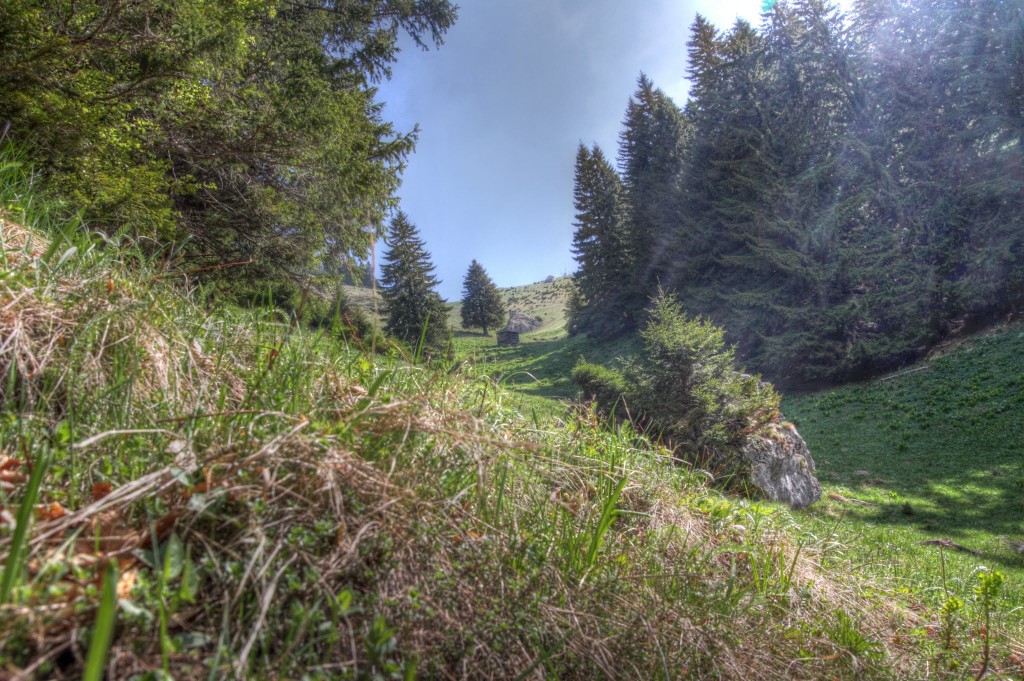 La marginea padurii