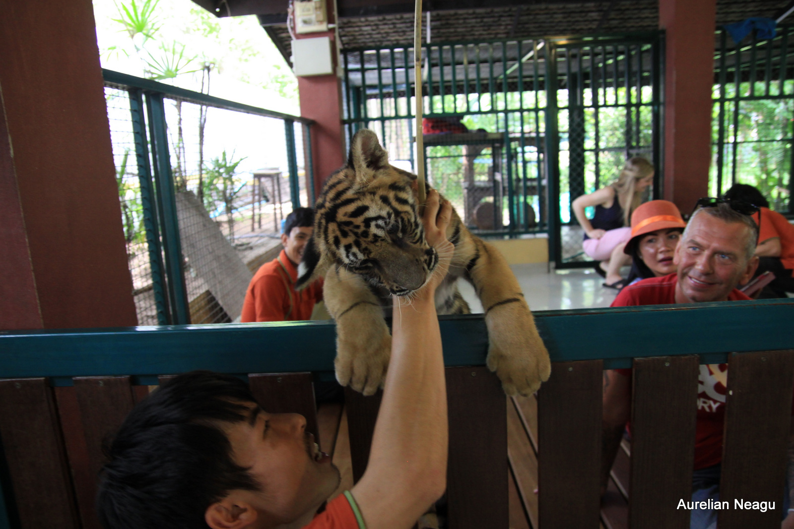 Tiger Kingdom, Chiang Mai