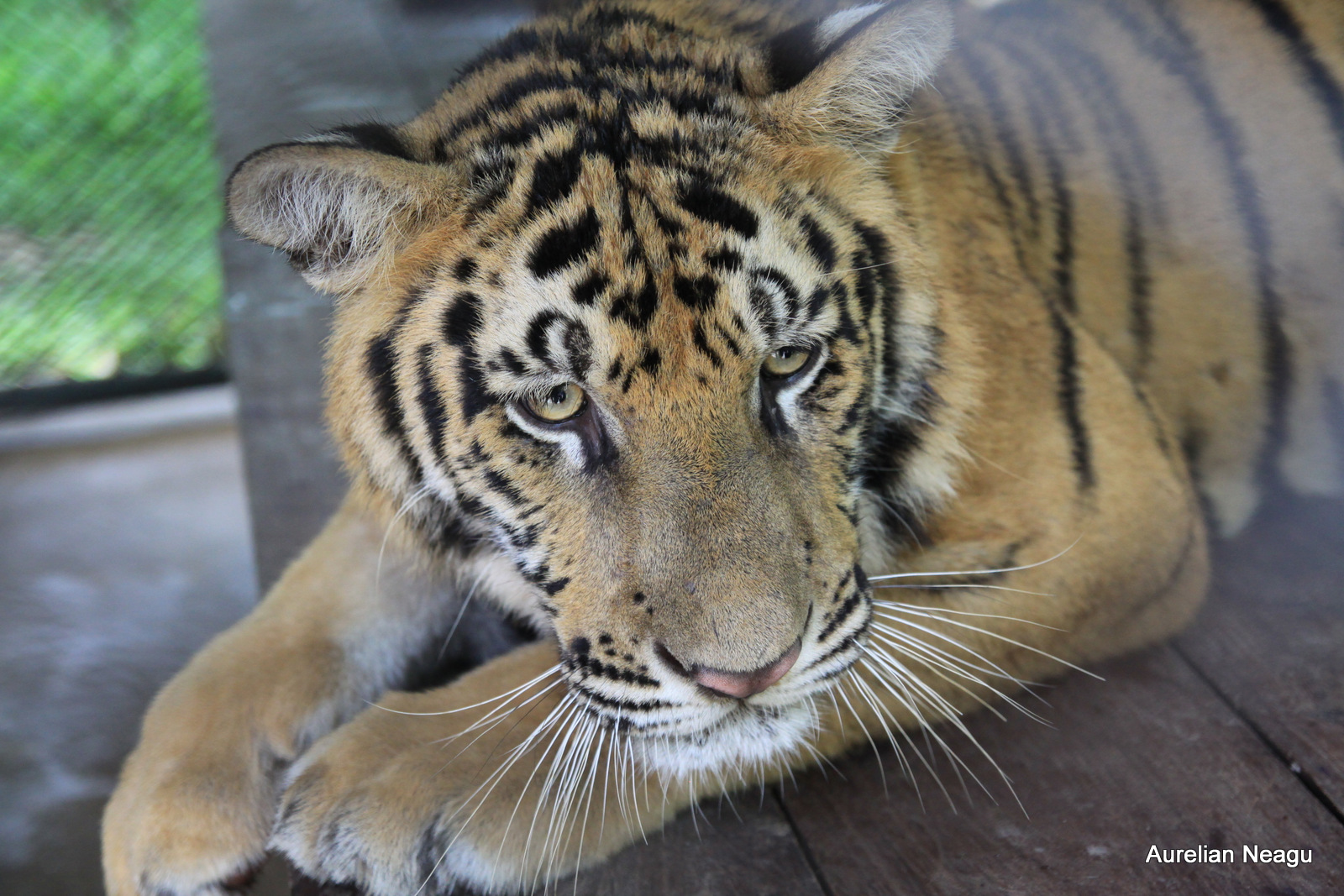 Tiger Kingdom, Chiang Mai