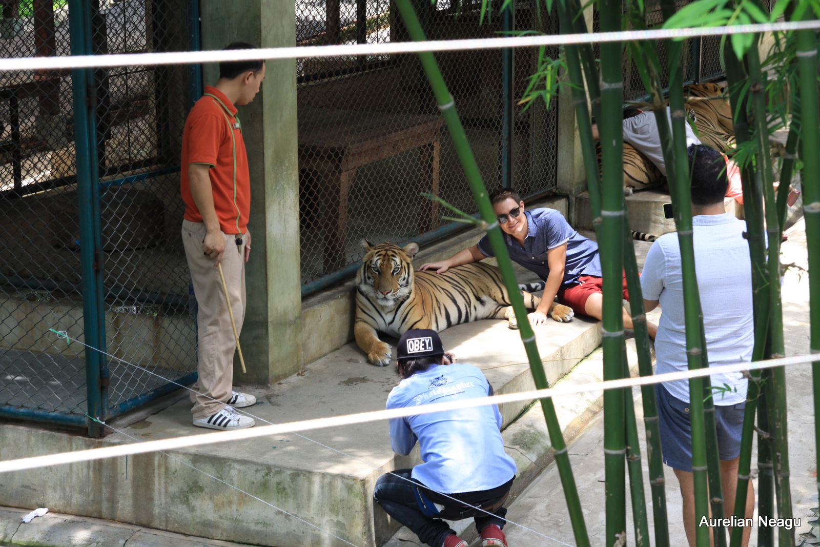 Tiger Kingdom, Chiang Mai