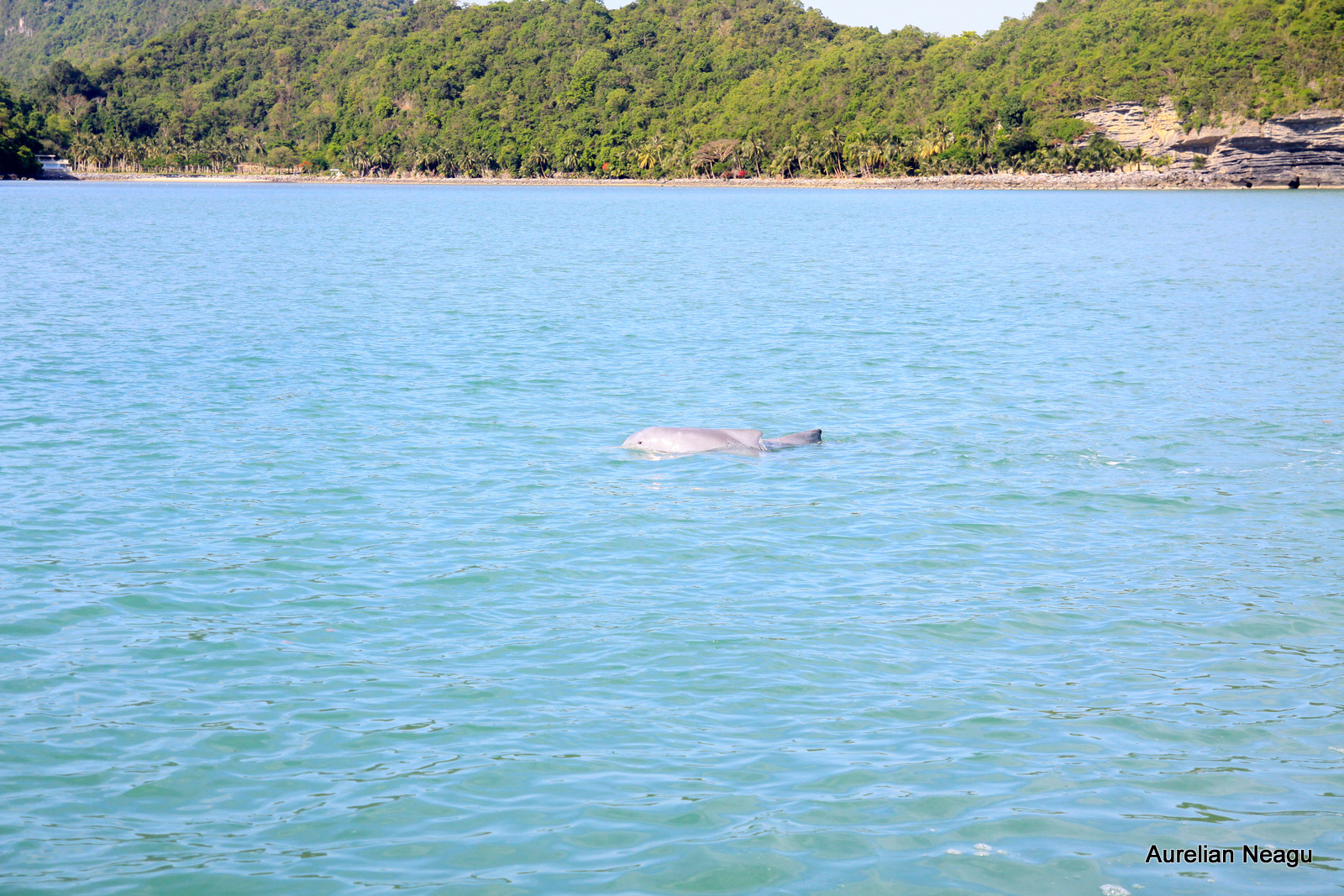 Delfinii roz din Khanom
