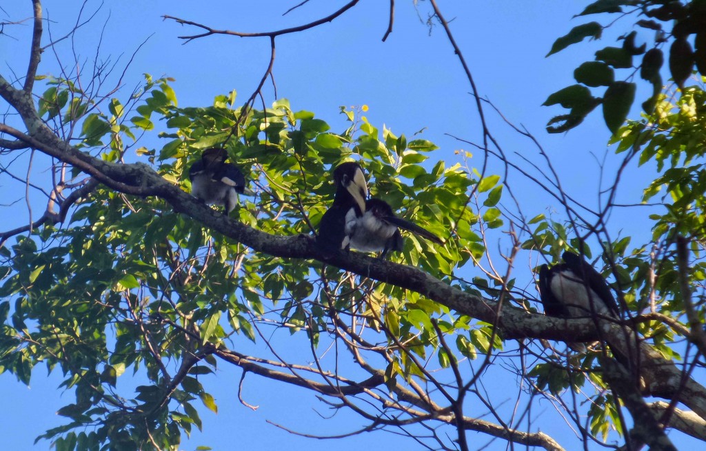 Langkawi - The Great Hornbill