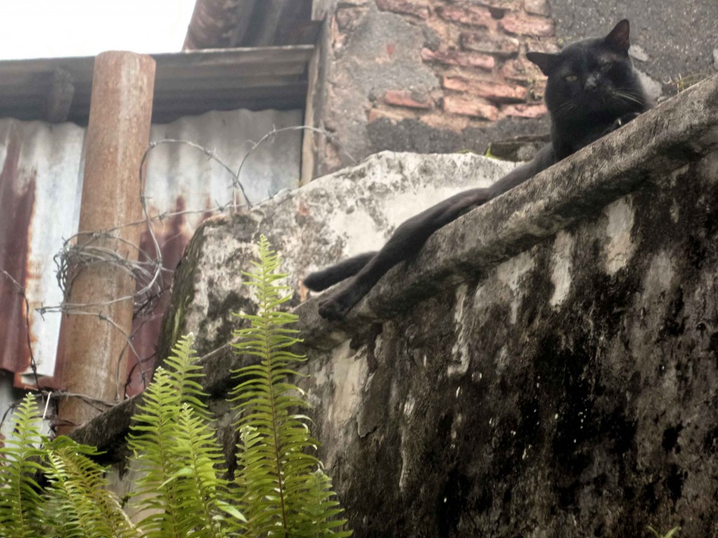 cat on a wall in George Town, Penang