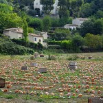 Menerbes_26