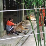Tiger Kingdom, Chiang Mai 5