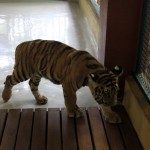 Tiger Kingdom, Chiang Mai 6