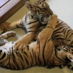Tiger Kingdom, Chiang Mai 7