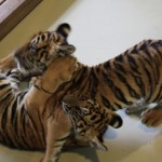 Tiger Kingdom, Chiang Mai 8