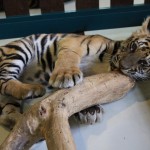 Tiger Kingdom, Chiang Mai 10