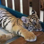 Tiger Kingdom, Chiang Mai 11