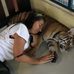 Tiger Kingdom, Chiang Mai 13