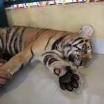 Tiger Kingdom, Chiang Mai 12