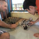 Tiger Kingdom, Chiang Mai 4